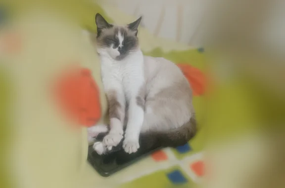 Пропала кошка, Симферополь, Виноградная, д. 20 — похожа на сиамку, стерилизована - photo