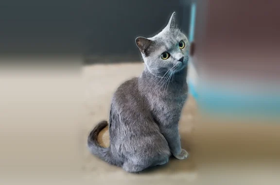 Пропала кошка, База отдыха 