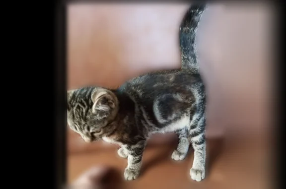 Пропала кошка, Село Молчаново, Валикова — тёмный маленький котёнок - photo
