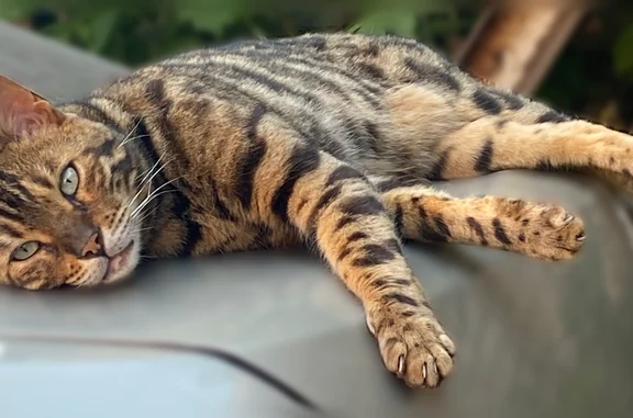 Найденные животные Нижний Новгород, фото: Найдена кошка, Нижний Новгород, Советская, д. 13 — взрослый бенгальский кот