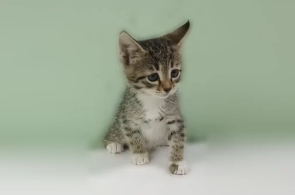 Найденные животные Одинцово, фото: Найдена кошка, Деревня Акулово (г Одинцово), городок Кубинка-10, д. 2, Одинцово — котенок девочка