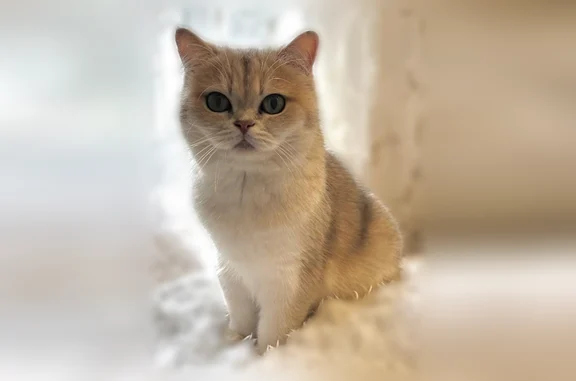 Пропала кошка, Самара, Карьерный 4-й — Дива, британская шиншилла - photo