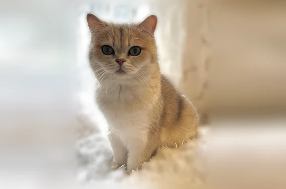 Пропала кошка, Самара, Карьерный 4-й, Самара — Дива, британская шиншилла - photo