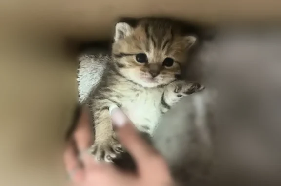 Кошки потеряшки, Барнаул, фото: Потеряшка кошка, Барнаул — котёнок, 17 мая, автобус «Залесово-Барнаул»