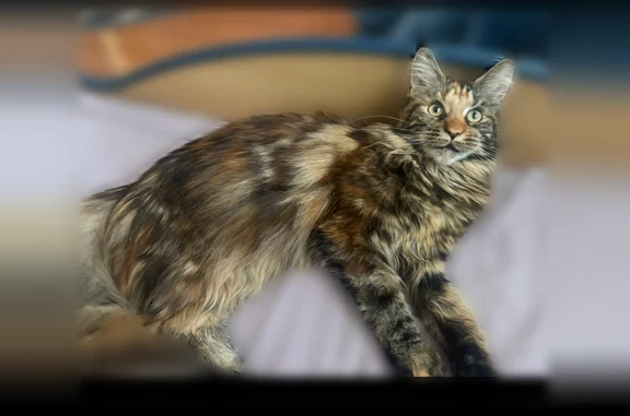 Пропала кошка, Сургут, Дмитрия Коротчаева, д. 44, Сургут — 1 год, очень пугливая - photo