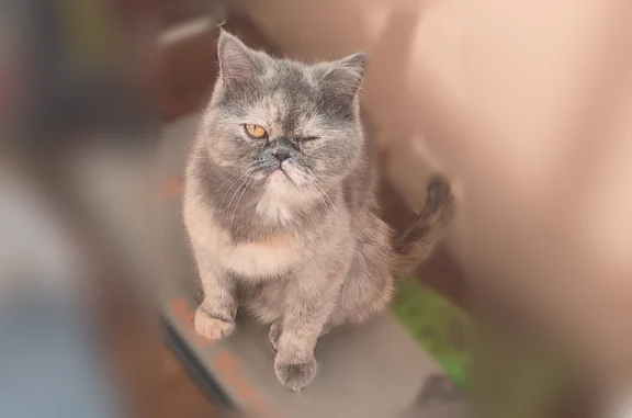 Кошки потеряшки, Иваново, фото: Потеряшка кошка, Иваново, 9-я Южная, д. 23 — трёхшерстная, ласковая