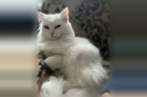 Пропала кошка, Елец, Юбилейная, Елец — пушистая, белая кошка с зелёными глазами - photo