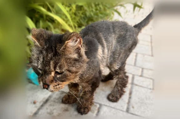 Найдена кошка, Звенигород, фото: Найдена кошка, Звенигород, Почтовая, д. 16/7, Звенигород — стриженая, купированные ушки