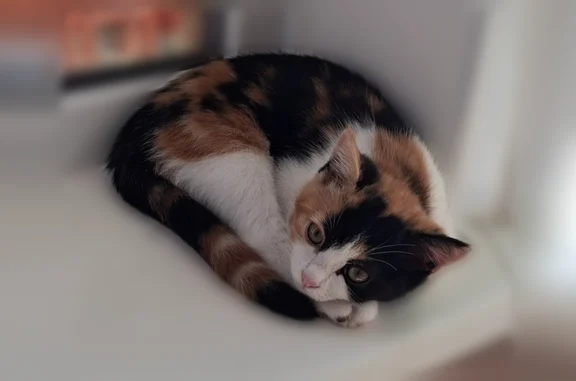 Пропала кошка, Маршала Кошевого, Волгодонск — ласковая, 4 месяца - photo