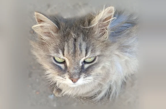 Найдена кошка, Лысково, фото: Найдена кошка, Лысково — серая пушистая кошечка
