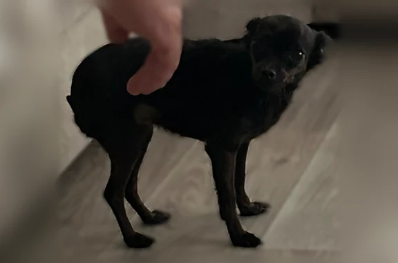 Найденные животные Краснодар, фото: Найдена собака, Краснодар