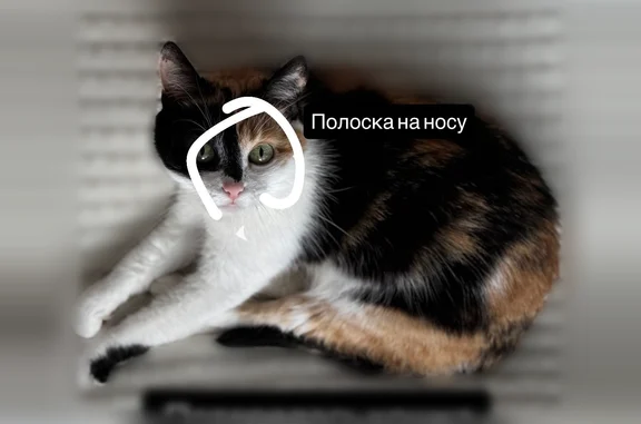 Пропала кошка, Магницкого, д. 1 1, Чебоксары — домашняя, боится всего - photo