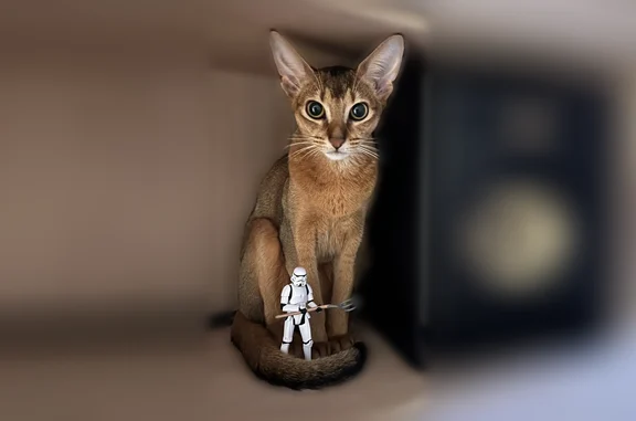 Кошки потеряшки, Кулешовка, фото: Потеряшка кошка, Село Кулешовка, Ленина, д. 297, Кулешовка — рыжая, с тёмной спинкой, 1 год, стерилизована