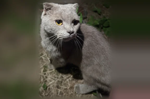 Найденные животные Кострома, фото: Найдена кошка, Кострома, Паново, д. 6 — мальчик, взрослый, кастрированный