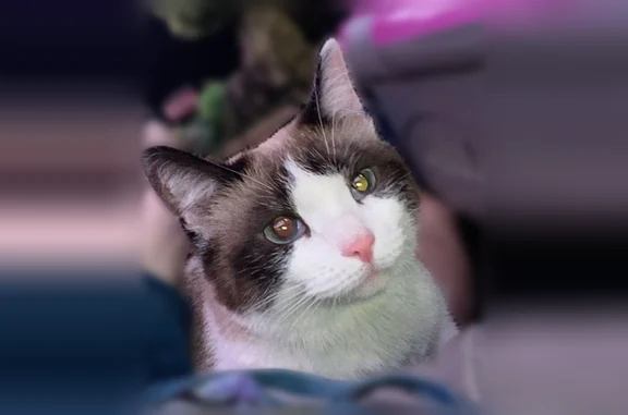 Пропала кошка, Шипиловский, д. 55, Москва — белое туловище, голубые глаза - photo