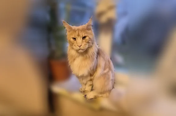 Объявления о пропавших и найденных животных, Пушкин, фото: Пропала кошка, Санкт-Петербург, Вокзальная, Пушкин — рыжий мейн-кун, пугливая