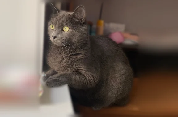 Пропала кошка, Промышленная, д. 34, Ульяновск — мальчик 7 лет, не особо крупный - photo