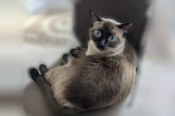Пропала кошка, Округ Ленинский (г Омск), Кольцевой, д. 26, Омск — сиамский кот, ласковый - photo