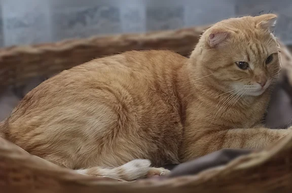 Пропала кошка, Бийск, Максима Горького, д. 170 — рыжая, 8 лет, тёмное пятно на левой лапе - photo