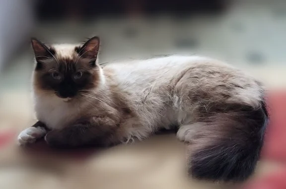 Пропала кошка, Поселок городского типа Новосемейкино, Рудничная, д. 19, Новосемейкино — пугливая, выпала из окна - photo