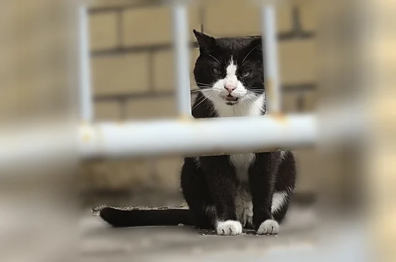 Найдена кошка, Владимир, фото: Найдена кошка, Владимир, Новгородская, д. 5 — взрослый, черно-белый окрас