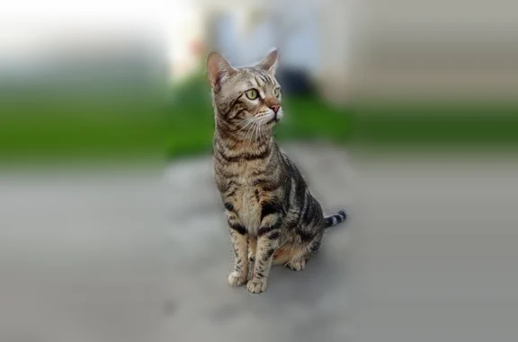 Объявления о пропавших и найденных животных, Миллерово, фото: Пропала кошка, Советская, Миллерово — бенгал, пугливая, откликается на кличку Орлик