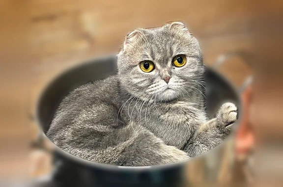 Объявления о пропавших и найденных животных, Лебедянь, фото: Пропала кошка, Лебедянь, Пионерская, д. 6, Лебедянь — небольшая, худая, громко сопит