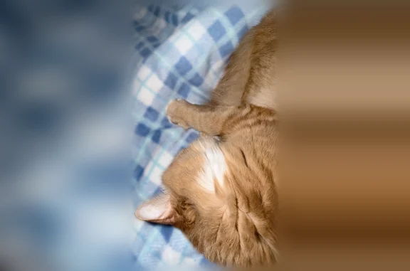 Пропала кошка, Клин, 2-я линия, д. 20, Клин — рыжий кот Златан - photo