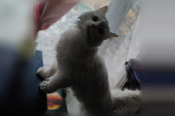 Кошки потеряшки, Чита, фото: Потеряшка кошка, Чита, 9 Января, д. 20, Чита — чисто белая, пушистая, глухая