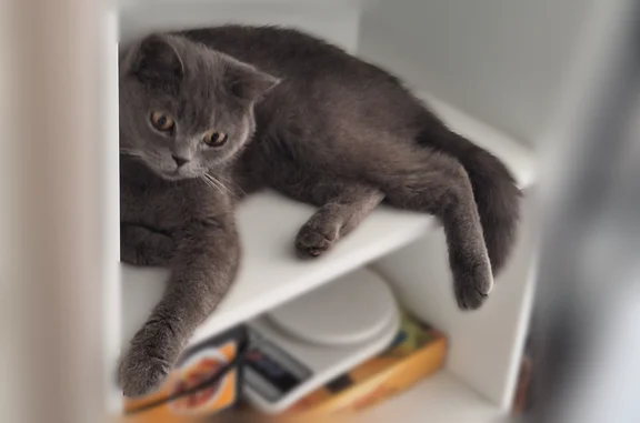 Найдена кошка, Куюки, фото: Найдена кошка, Деревня Куюки, Куюки — котёнок-девочка 3–4 месяца, ласковая