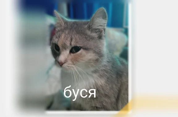 Пропала кошка, Ишим - photo