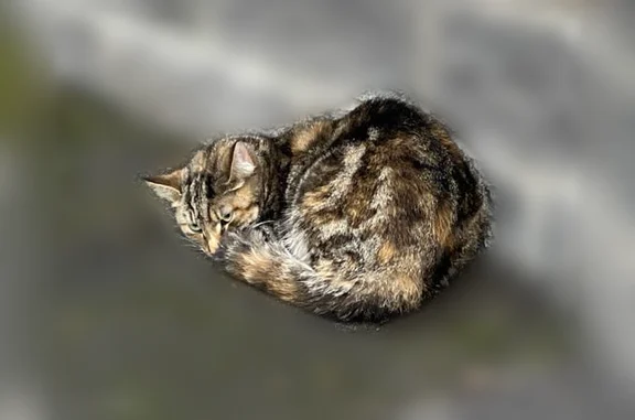 Объявления о пропавших и найденных животных, Мурино, фото: Найдена кошка, Мурино, Воронцовский, д. 21 2 — явно домашняя, не подпускает к себе людей