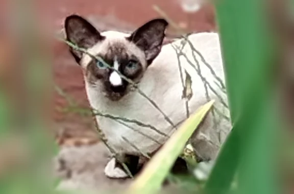 Объявления о пропавших и найденных животных, Тула, фото: Найдена кошка, Район Советский (г Тула), Д. Ульянова, д. 11, Тула