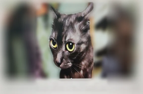 Пропала кошка, Подольск, Тепличная, д. 11 — чёрная с белым подшёрстком - photo