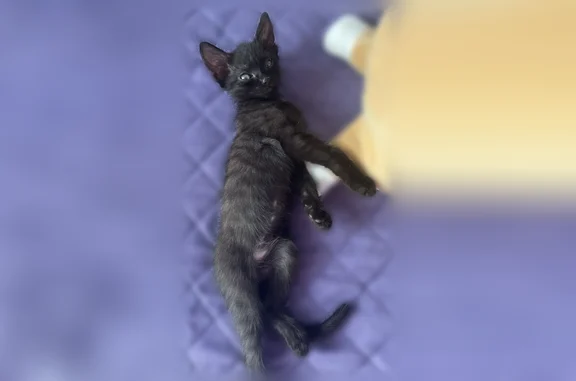 Объявления о пропавших и найденных животных, Именьково, фото: Пропала кошка, Село Именьково, Именьково — чёрная молодая кошка с белым пятном на шее