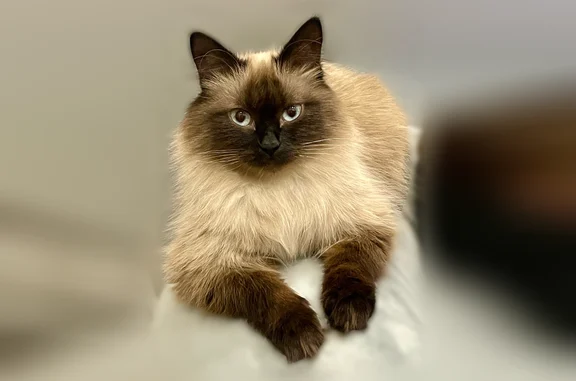 Кошки потеряшки, Чита, фото: Потеряшка кошка, Чита, Труда, д. 2 — тайская, пушистая, большие голубые глаза