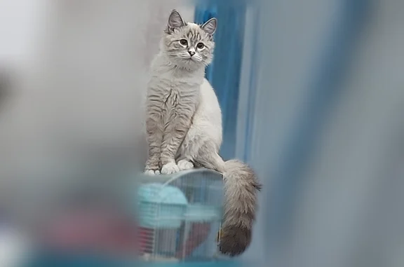 Пропала кошка, Калинина, д. 33/29, Астрахань — с ошейником сиренего цвета - photo