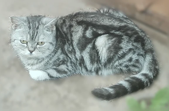 Найденные животные Оренбург, фото: Найдена кошка, Октябрьская, Оренбург