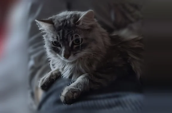 Пропала кошка, Кемерово, Космическая, д. 25 — откликается на имя Сажик - photo