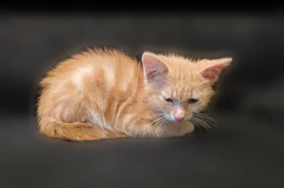 Найдена кошка, Москва, фото: Найдена кошка, Москва, Лазурная, д. 10 — котёнок 1,5 мес, спокойная и ласковая