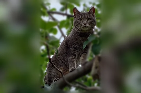 Пропала кошка, Село Федоровка — любит есть, охотится на птиц - photo