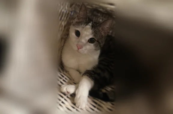 Пропала кошка, Советская, д. 9/2, Ростов-на-Дону — серый с белым котик, кастрирован - photo