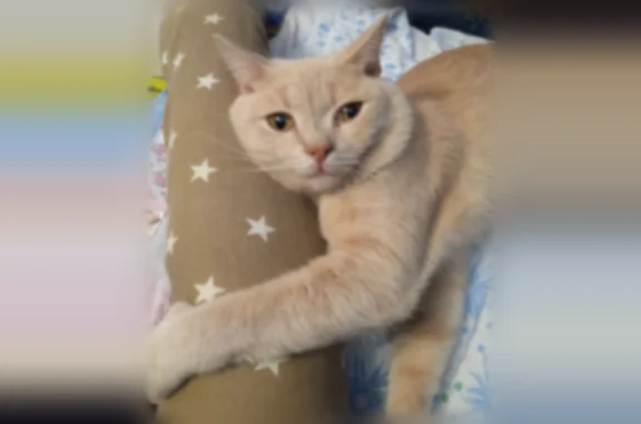 Пропала кошка, Новокузнецк, Кирова, д. 88, Новокузнецк — персиковая, боязливая - photo