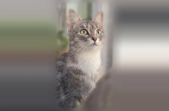 Пропала кошка, Донской, Кирова, д. 21, Донской — кошка Тося, 1 год, сломан кончик хвоста - photo
