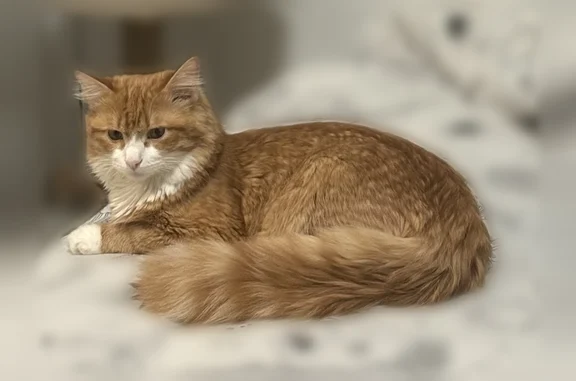 Пропала кошка, ул. Тульская, 8А, Тюмень — рыжая, крупнее сверстников - photo