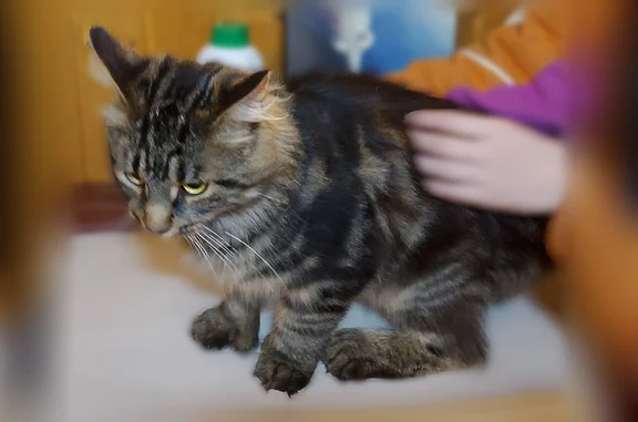 Найдена кошка, , фото: Найдена кошка, Поселок Климово, Недалеко деревня Четверяково — молодой полосатый домашний кот