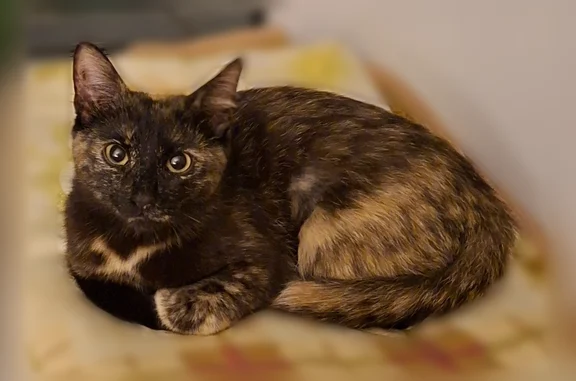 Найденные животные Нижний Новгород, фото: Найдена кошка, Куйбышева, д. 1, Нижний Новгород — 6 месяцев, ласковая, с выбритым животом