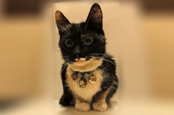 Найденные животные Долгопрудный, фото: Найдена кошка, Долгопрудный, Московское, д. 57а, Долгопрудный — трёхцветная молодая кошечка с зелёным ошейником