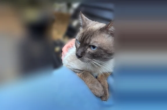 Найденные животные Ростов-на-Дону, фото: Найдена кошка, Поселок Рассвет, Рассвет