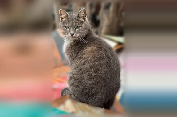 Пропала кошка, Район Ленинский (г Уфа), Дружбы народов, д. 5, Уфа — стерилизована, пятно на одном глазе - photo